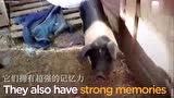 搞笑视频：猪都会翻墙了，说明男人的话也是可信的