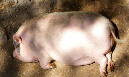 农业农村部：罗马尼亚国家兽医卫生通报国际非洲猪瘟疫情
