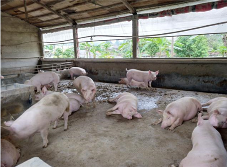 粮农组织：非洲猪瘟在中国爆发并可能扩散至他国