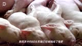 日本养猪场瞒报猪瘟疫情 60头死猪被悄悄做成了堆肥