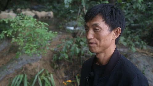 贵州男子放弃高薪回家养猪，每天与树和山共勉月入两万！