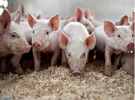 董广林：大型饲料企业之间的合同猪资源争夺战仅仅是开始！