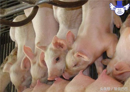 降低夏季批次化生产母猪淘汰率的关键行为！
