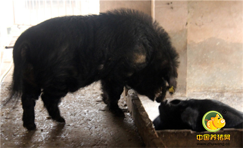 这头“最牛公猪”从11个月大就开始配种