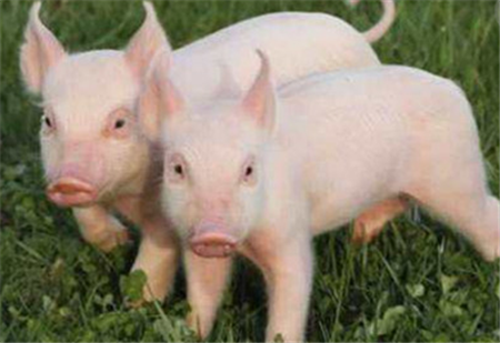 中国生猪产业链正在快速重塑，危机与机遇将要同场竞技！
