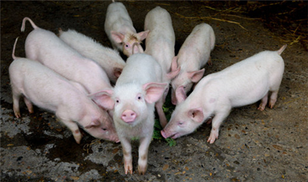 如何保证母猪的母乳充足？以下八个方法分享！