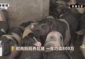 年薪100万的上海女强人回江西老家养殖花猪，定价50元1斤！