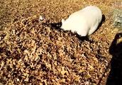 小胖子猪会笑，把头钻进叶子堆里，太萌了！