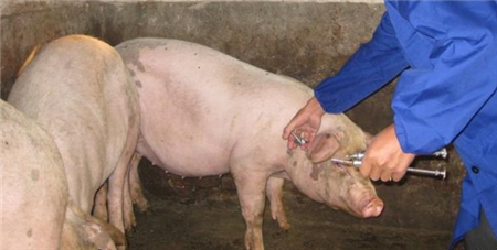 为啥治疗猪的中毒病时，要先保肝护肾？