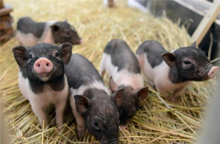 猪容易患哪些外科疾病呢？