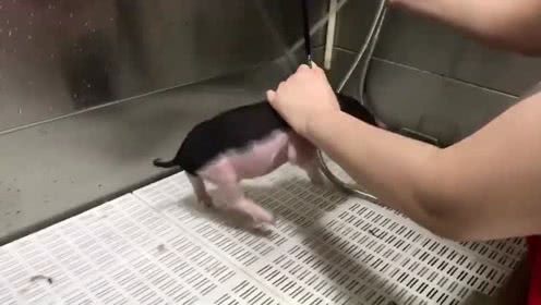猪真的是最怕洗澡的，比法斗还难养！
