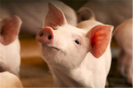 秋季猪场传染病高发；养猪户须了解的猪三大传染病的防治！