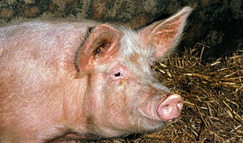 浙江生猪的主要来源地是山东、湖南、江西、福建、湖北等省份，主要是因为浙江本就是著名火腿生产基地，对于猪肉的需求旺盛，而本地又推行“五水共治”政策，