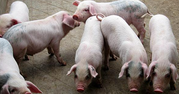 养猪为什么不赚钱，看看美国人是怎么养猪的呢？