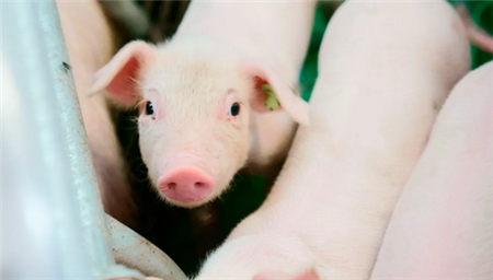 4000万猪农慌了！全球最大猪企突然杀入中国！
