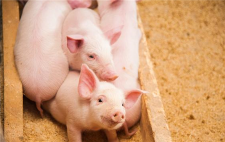 秋季猪呼吸道疾病高发易反复，防控方案全在这了养猪人必须要知道！