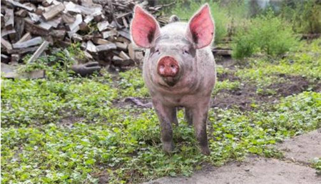 为什么建议猪场用批次化管理的方式来养猪？通俗易懂
