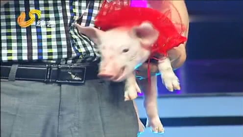 农村养猪大叔抱着猪上场，深情演唱歌曲，却被猪实力抢镜！