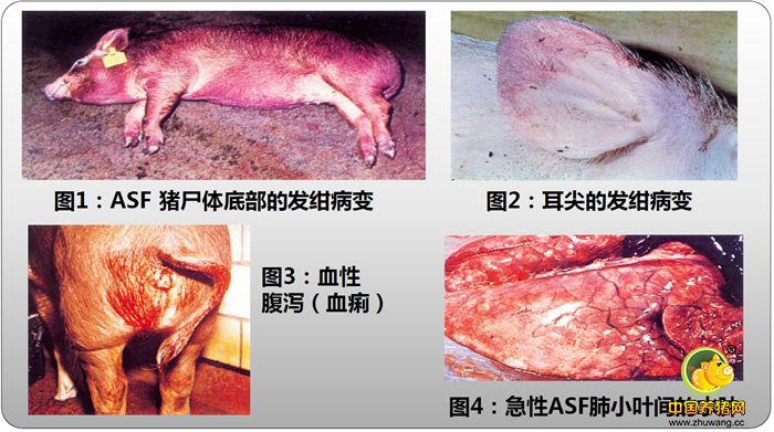 ASF 猪尸体底部的发绀病变