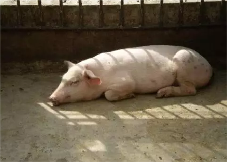 秋季猪病增多，如何通过外在特征及早判断猪有没有生病？