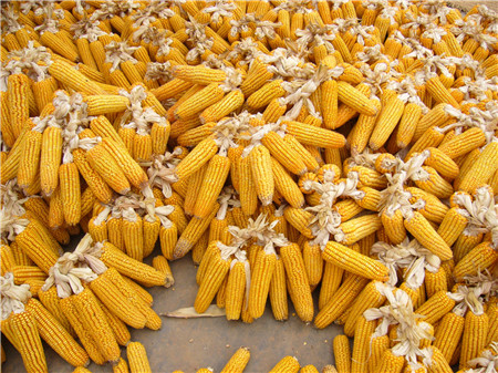 华北新玉米上市普跌　10月能否触底