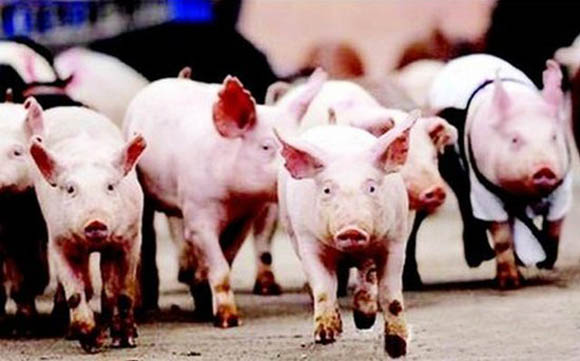 9月29日播报：猪价销区或小涨，产区或低震荡，总体以稳为主