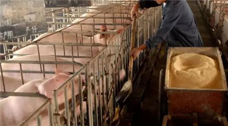 抗生素保健效果不好，未来猪场保健趋势在哪里？