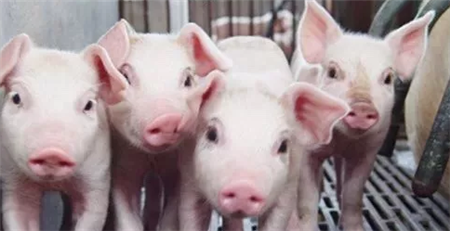猪维生素D缺乏的表现和防治方法
