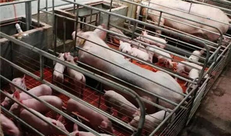 中国式养猪存在的五大问题，第一个问题是目前制约发展的主因