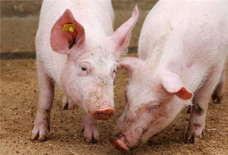 引起保育猪喘气消瘦的三大原因分析