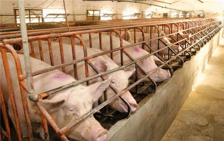 秋季中大猪的杀手-传染性胸膜肺炎，养猪场忽视这个病损失太大了
