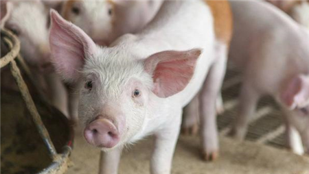 治疗秋季猪呼吸道疾病，遵循5项原则，可减少很大损失