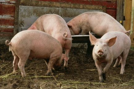 农业农村部10月3日接到江苏省农业委员会报告，经评估验收合格，连云港市非洲猪瘟疫区解除封锁。