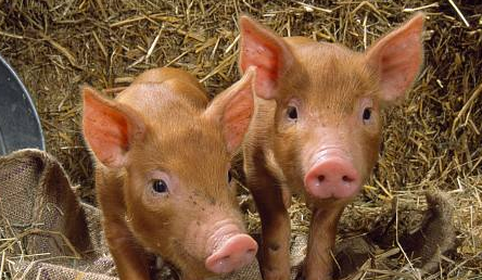 业内：今年年底或明年上半年的猪价可能迎来景气期