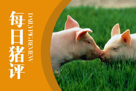 10月6日猪评：生猪供应同比下降 四季度猪价上涨可期