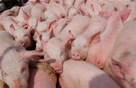 哺乳仔猪管理4大因素，提高仔猪成活率！