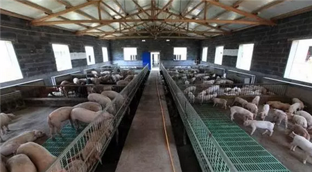 农民在自家承包地养猪合法吗？养猪要注意这几个问题！