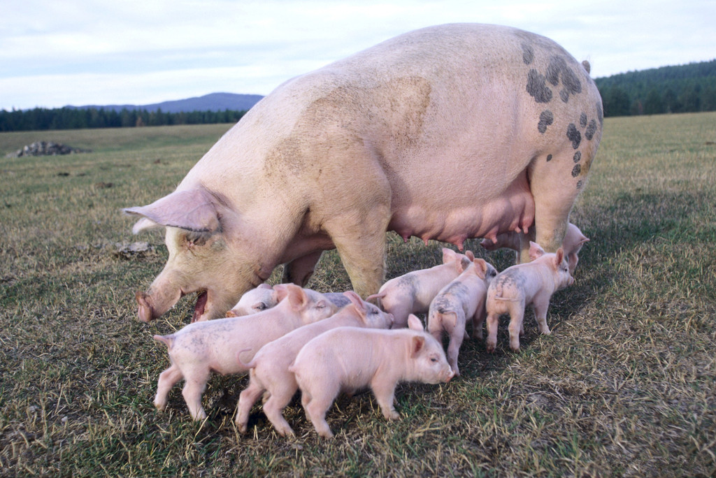批次化生产中后备母猪精准补充与前期管理