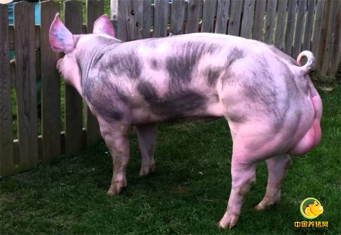 这个猪种于1880 年建立了品种标准，是当代世界著名瘦肉型猪种之一。