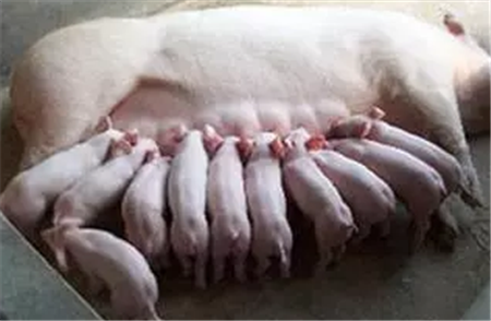 母猪饲养10大要点，讲解非常细致！