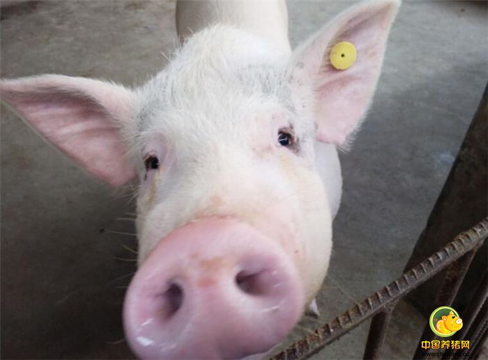 如何做到冬季养猪既能省钱，又能增肥与预防疾病两不误？