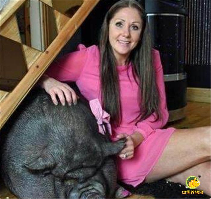 现如今，越来越多的人喂养宠物。来自英国的女子Janey Byrne在3年前从宠物市场上买回了两条迷你猪，令她万万没想到的是，她买回来的并不是迷你猪，而是一般的猪，不到2年的时间，这头猪就长到了300斤重。