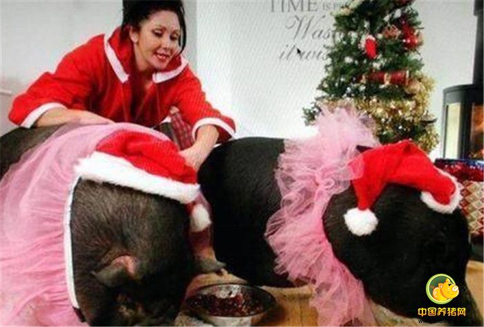 最后，Janey Byrne请来了宠物医生进行检查，检查后才发现，这两头猪并不是迷你宠物猪，而是一般的越南猪，其中一头猪还有野猪的血统。