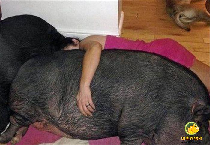 现如今，这两头猪的体重已经超过了300斤，它们每个月要吃掉3000元的伙食费，即便是这样，Janey Byrne和家人也不愿卖掉它们和抛弃它们。