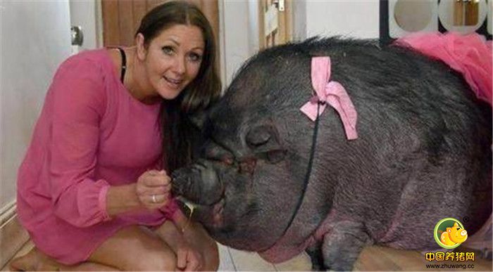 许多人建议Janey Byrne把这两头猪宰杀掉，而Janey Byrne却并没有这样做，Janey Byrne称，这几年的相处之后，她已经和猪产生了感情，决定一辈子将它们喂养下去。