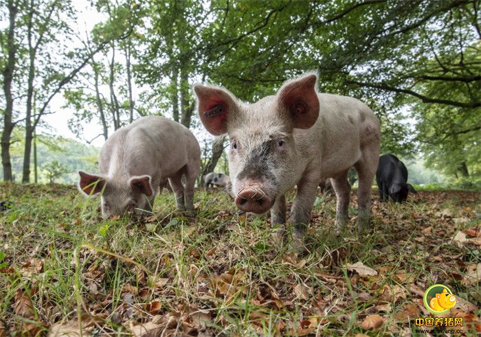 英国新森林寻找橡子的猪群 