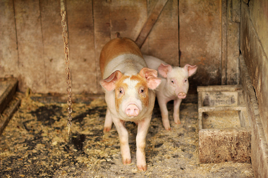 开放白条肉运输养猪人受益吗？还是屠宰企业……
