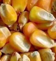 常年收购玉米、大豆、高粱、碎米等饲料原料