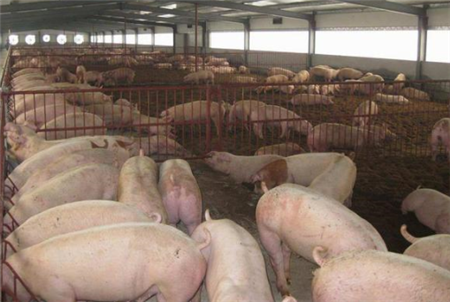 非洲猪瘟辽宁省内持续发酵恶化 猪价告急