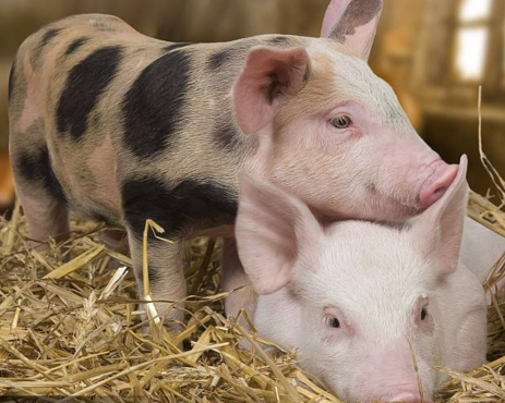 于康震：东北三省猪瘟防控会上强调保障规模猪场、种猪场安全